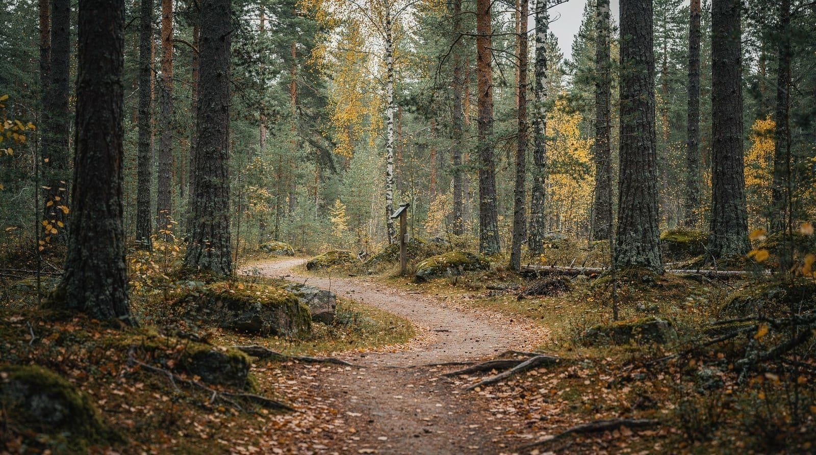 Nuuksio National Park guide: day trip from Helsinki — Plan your Nuuksio day trip from Helsinki: how to get there, best trails, what to